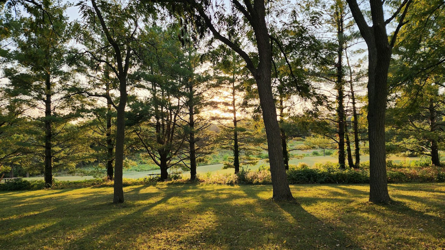 Sunlight shines through trees onto a calm forest pond.