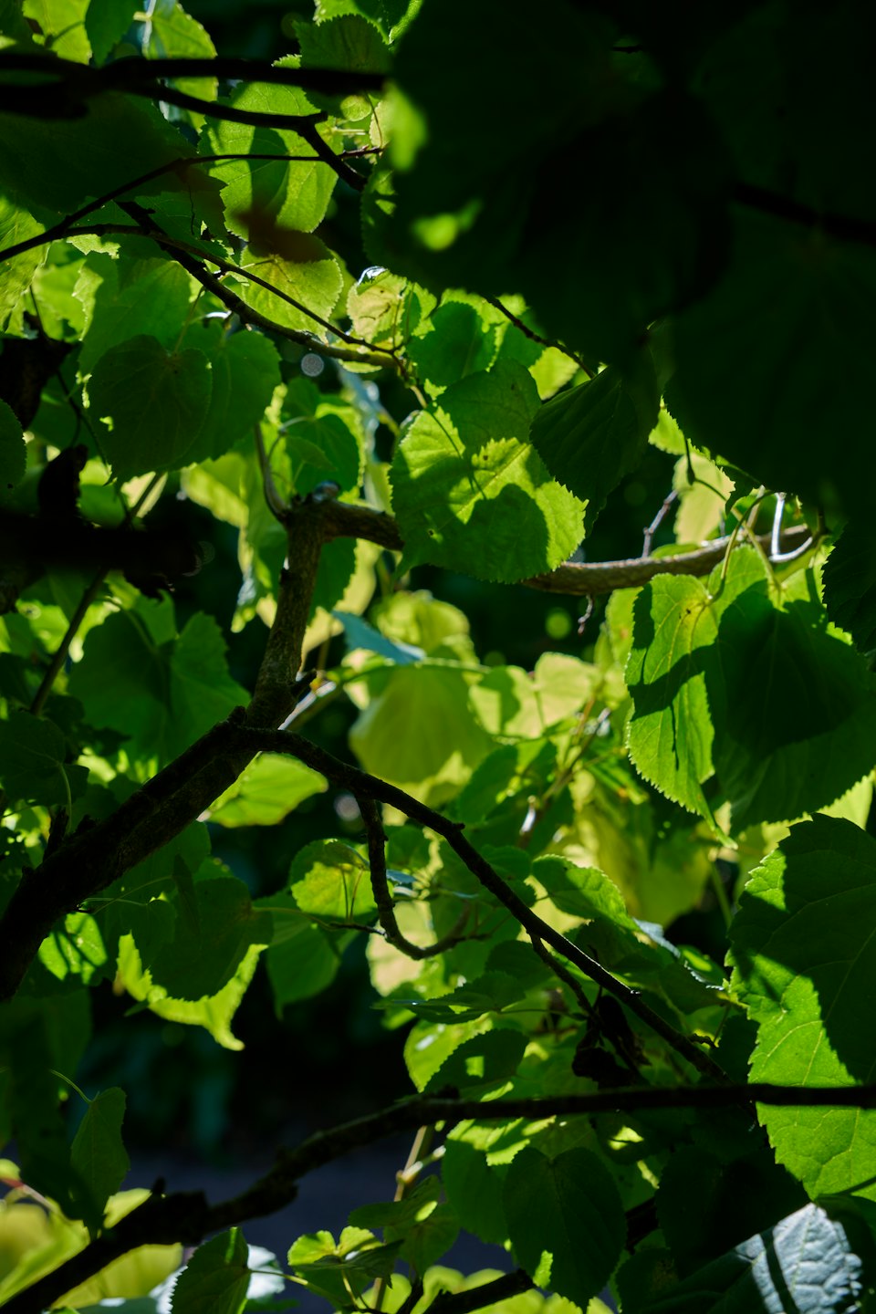 Sunlight filters through green leaves and dark tree branches.
